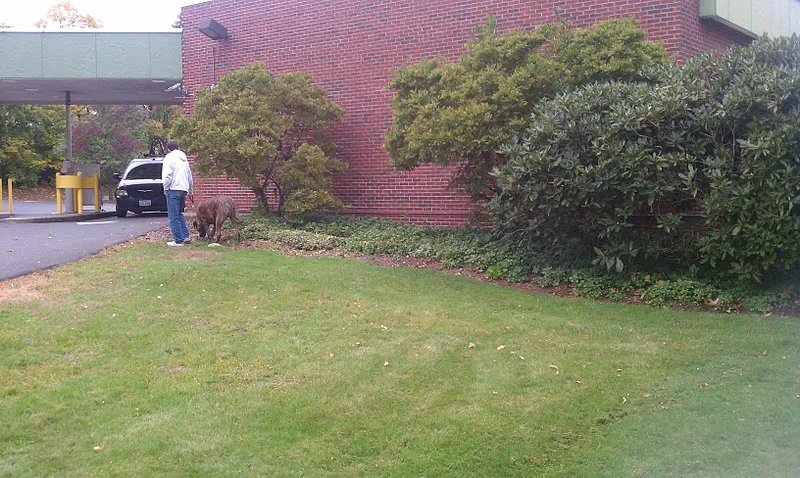 Freshly mowed lawn beside a commercial brick building in Massachusetts