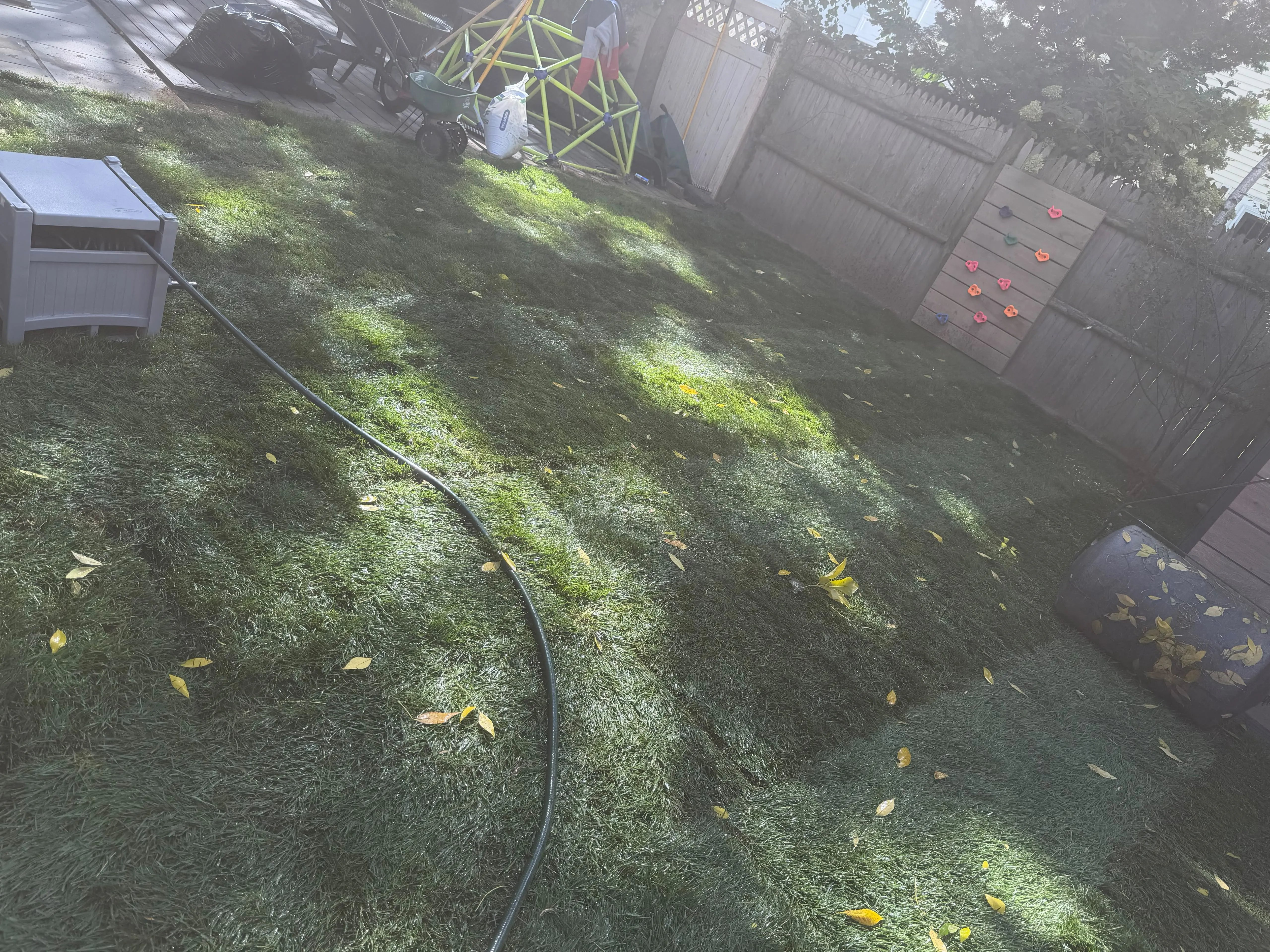 Newly installed sod lawn in a residential backyard in Massachusetts