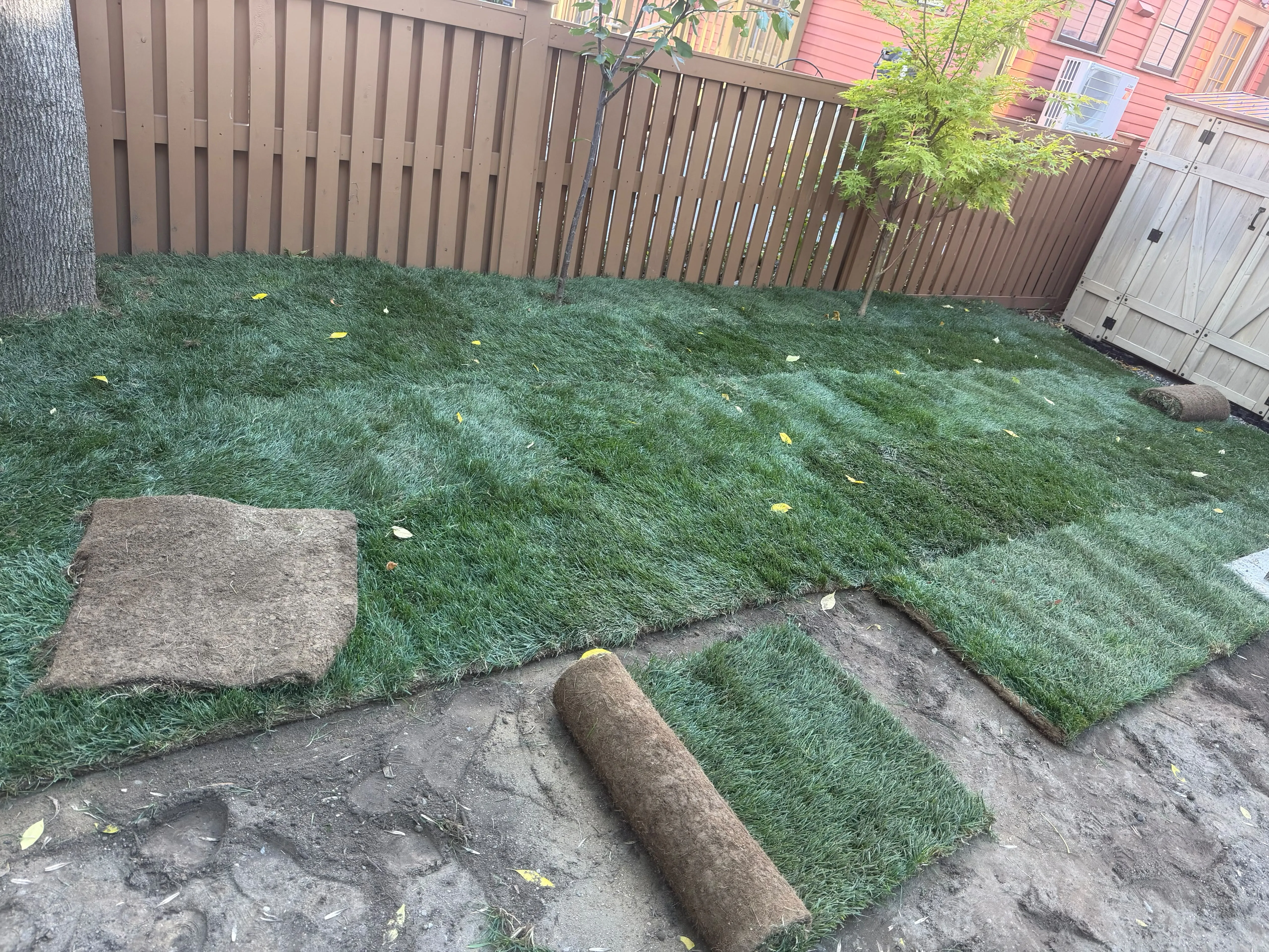 New sod being installed in a fenced residential backyard in Massachusetts