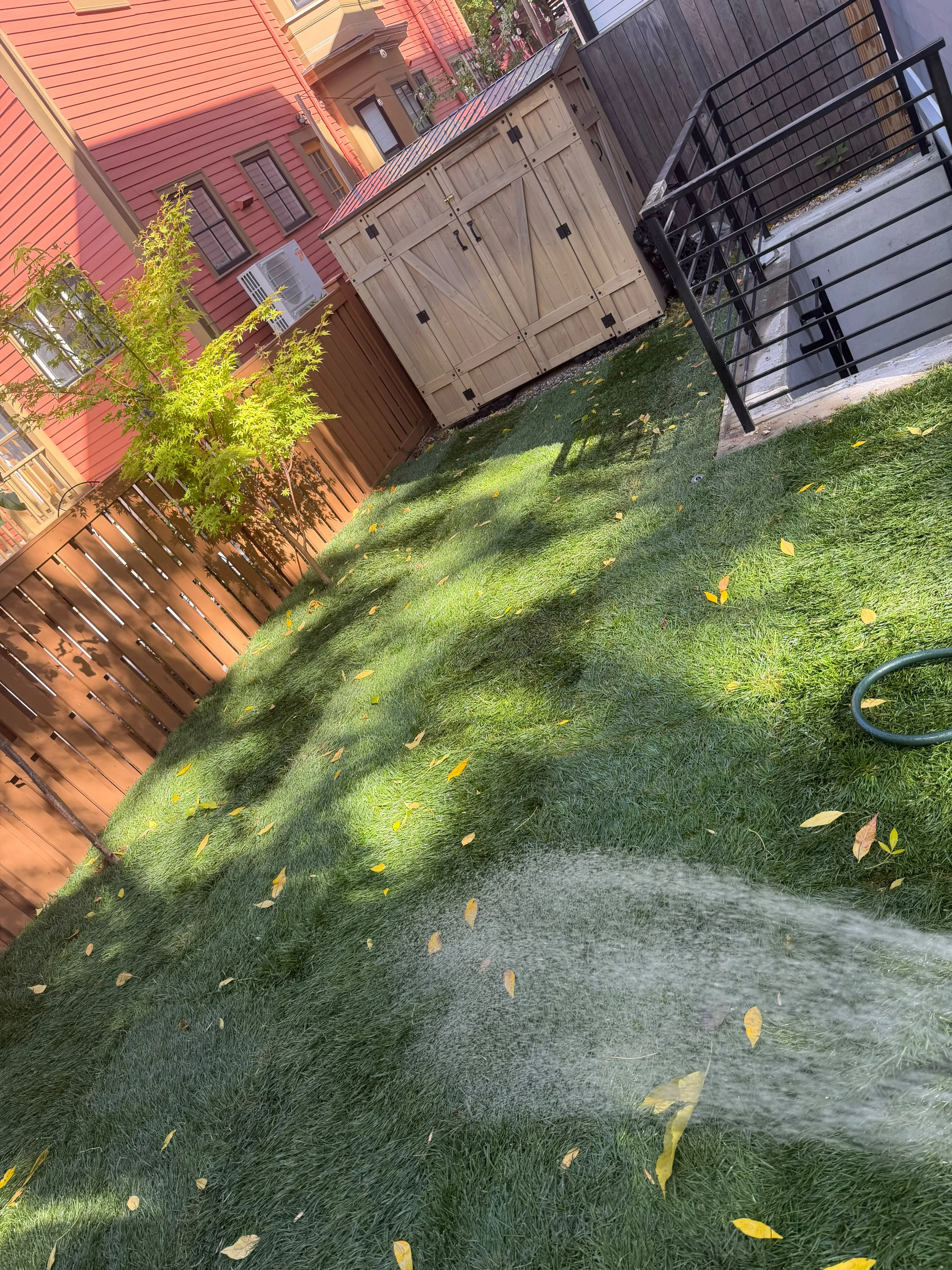 Watering a newly installed sod lawn in a residential backyard in Massachusetts